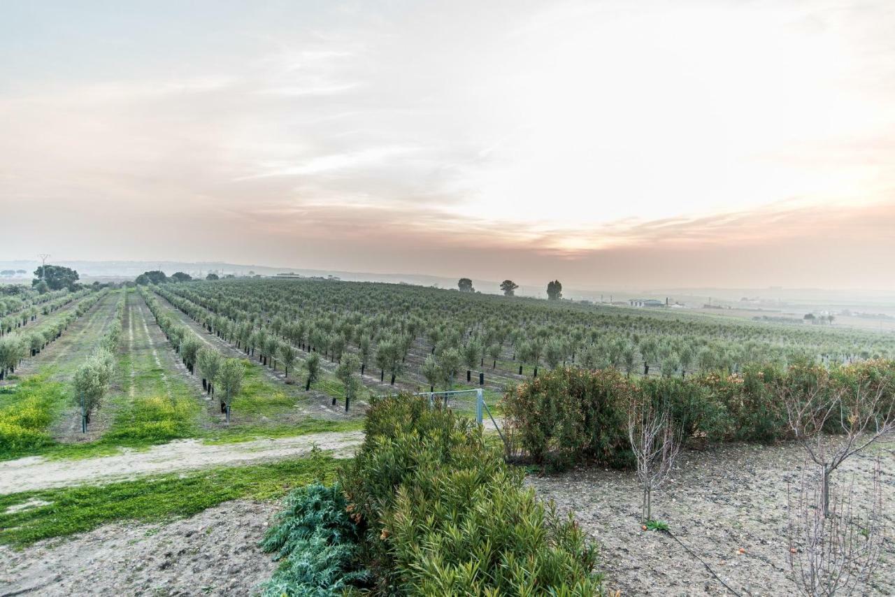 ארקוס דה לה פרונטרה Vivienda Rural Olivar De San Telmo מראה חיצוני תמונה