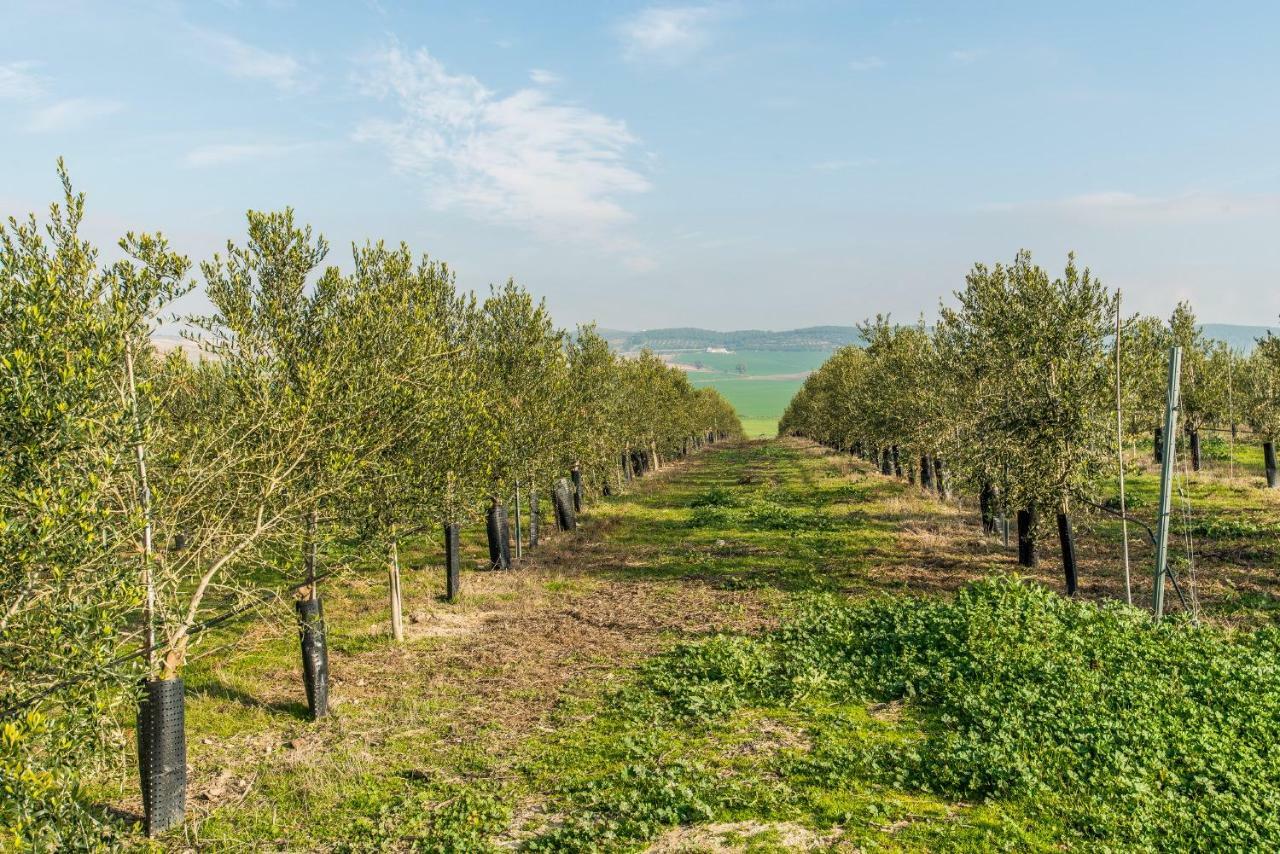 ארקוס דה לה פרונטרה Vivienda Rural Olivar De San Telmo מראה חיצוני תמונה