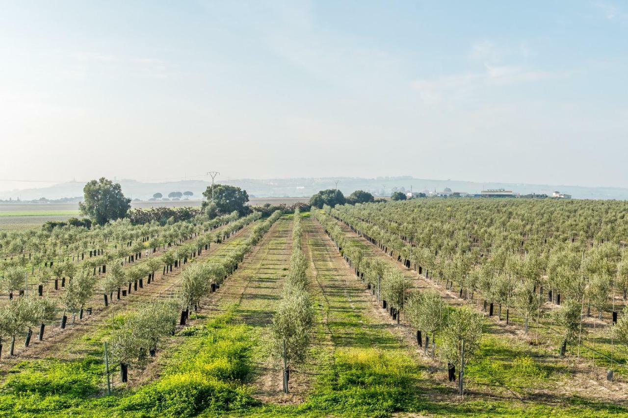 ארקוס דה לה פרונטרה Vivienda Rural Olivar De San Telmo מראה חיצוני תמונה